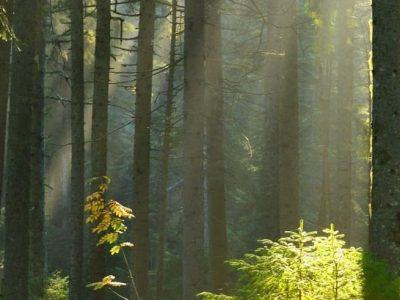 forest